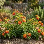 The Things You Should Never Do to Texas Lantana No Matter What the Internet Tells You