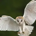 The California Barn Owls Hunting Rats Better Than Any Trap, and the One Change That Keeps Them Nesting