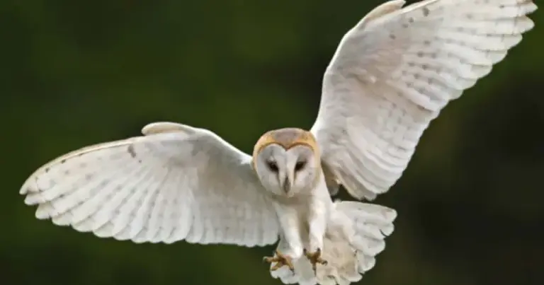 The California Barn Owls Hunting Rats Better Than Any Trap, and the One Change That Keeps Them Nesting