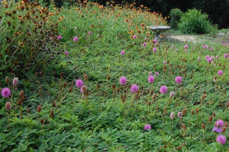 Bark mulch floats away in Florida’s summer storms – 8 native ground covers that stay exactly where you plant them