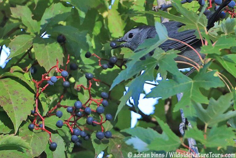 The Most Underrated North Carolina Native Vine That Feeds Birds All Winter When Nothing Else Is Left