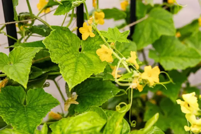 If your cucumber plants keep flowering but never fruit in this heat, one pollination habit is usually behind it