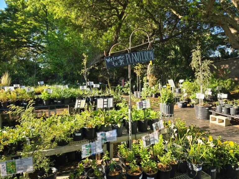 The Florida Native Plant Nurseries Quietly Growing the Storm-Tough Trees Big-Box Stores Won’t Stock