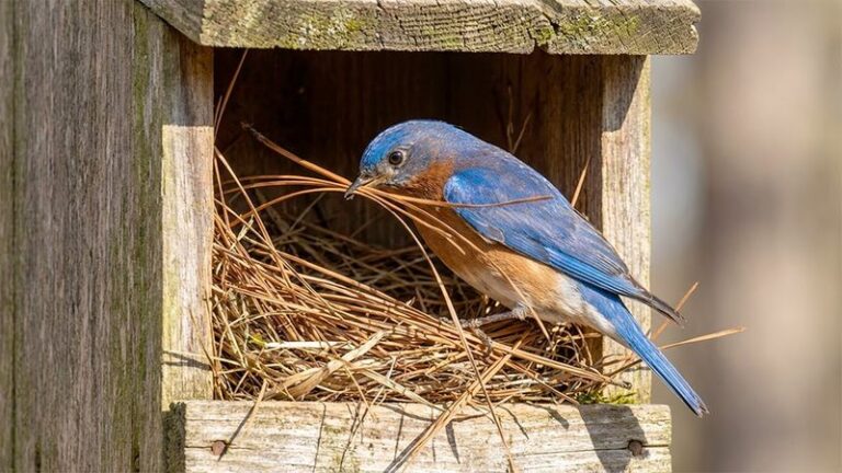 North Carolina Bluebirds Come Back Every Spring – Here’s How to Get Them Nesting in Your Yard