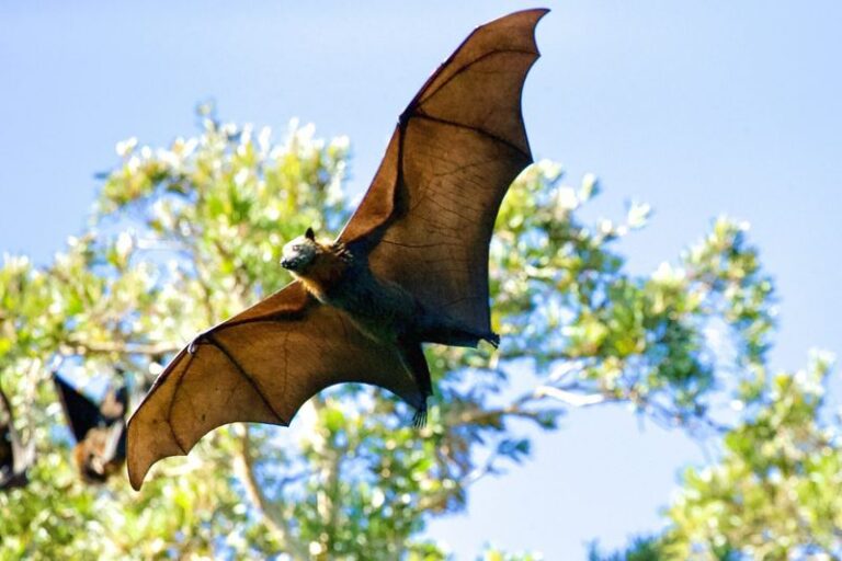 How to Encourage Bats to Use Your Florida Yard and Eat Some of the Mosquitoes