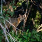 What It Really Means When a Gray Fox Starts Crossing Your Texas Yard at Dusk