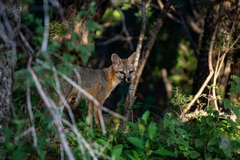 What It Really Means When a Gray Fox Starts Crossing Your Texas Yard at Dusk
