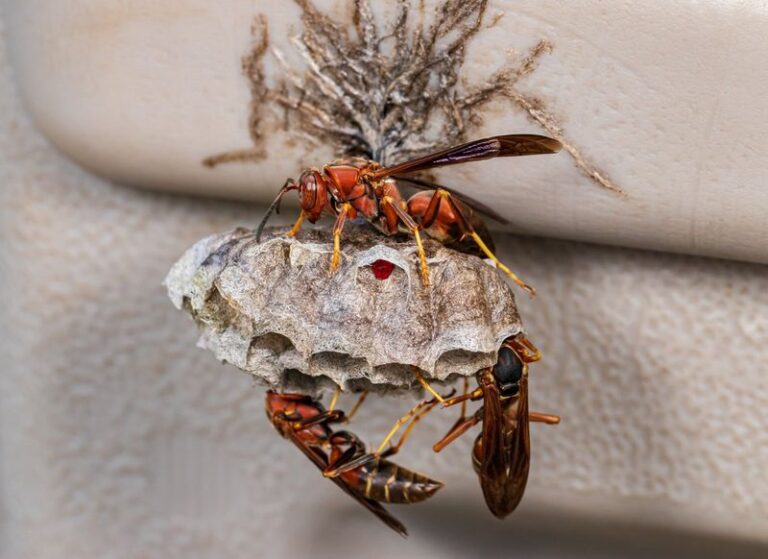 What It Really Means When Wasps Suddenly Start Nesting Around Your Texas Porch in Midsummer
