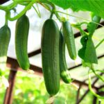 Big Cucumber Harvests Can Start With One Ingredient You Already Have in the Kitchen