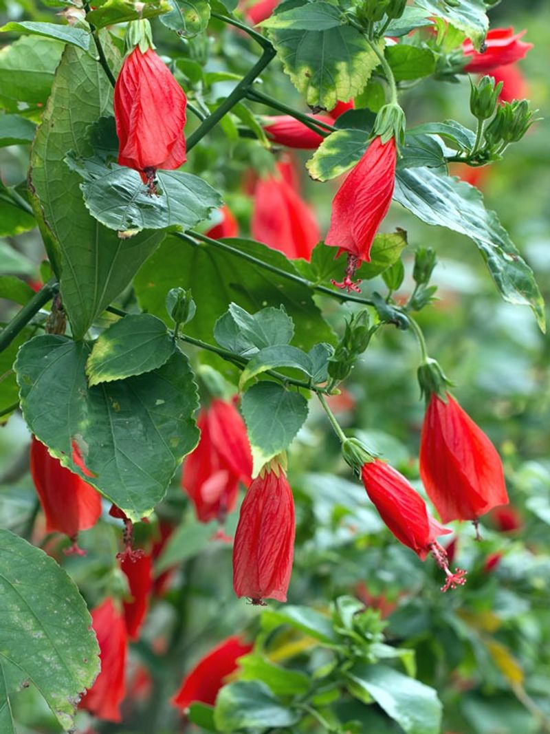 A Better Summer Promise: Turk’s Cap