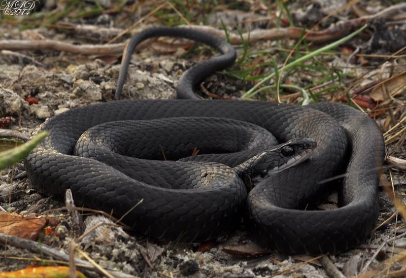 A Black Racer Can Be a Native Florida Neighbor A Black Racer Can Be a Native Florida Neighbor