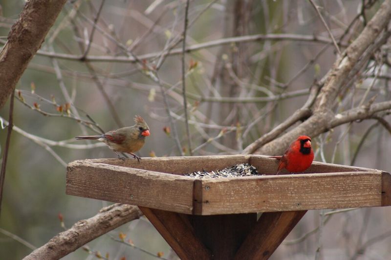 A Busy Feeder Does Not Always Mean More Birds