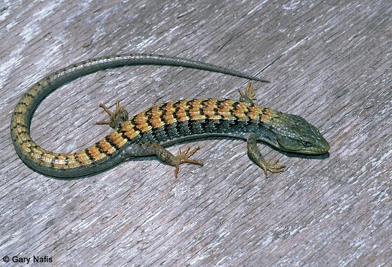 A California alligator lizard may be a useful neighbor