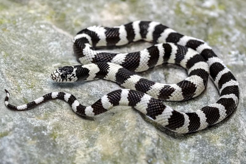 A California kingsnake is a native predator, not a yard-cleaning service A California kingsnake is a native predator, not a yard-cleaning service