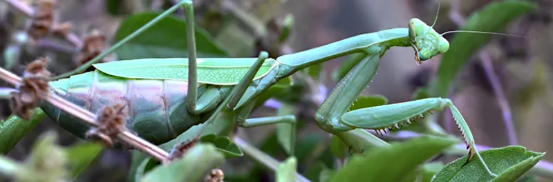 A California mantis may eat garden pests, but it does not patrol your beds