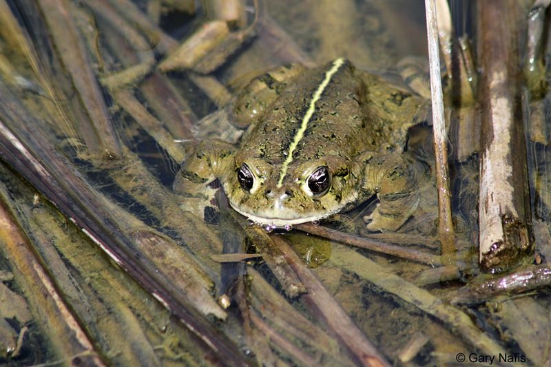 A California toad may help at night, but it is not a garden pest-control system