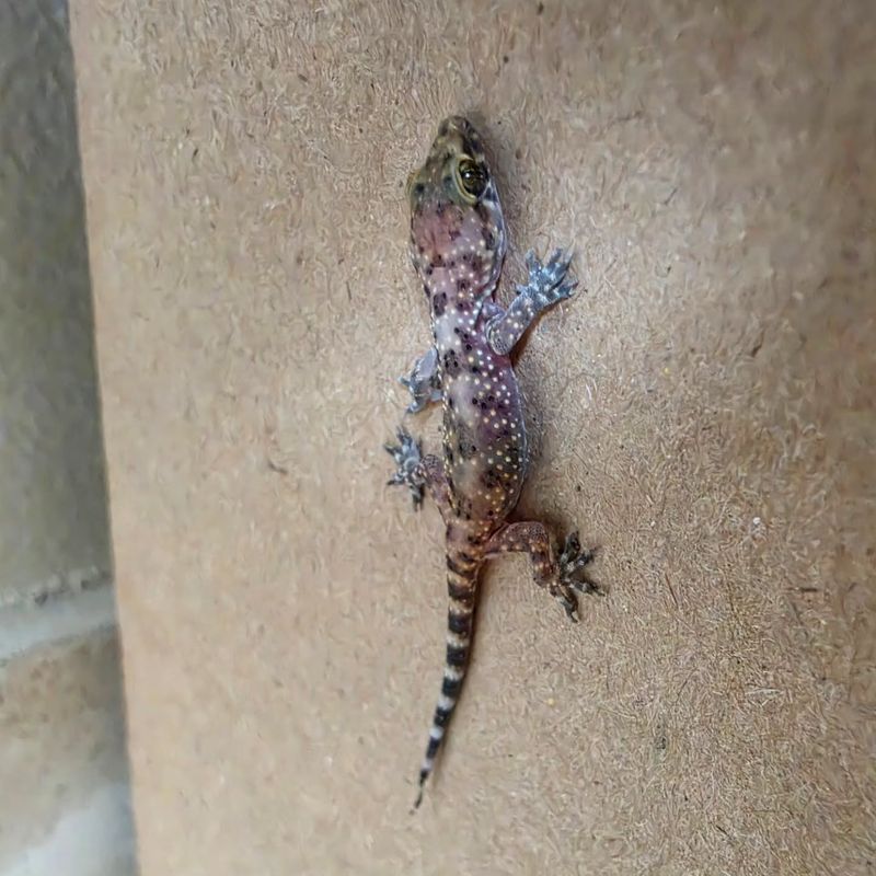 A Central Texas fence-line gecko may be a Mediterranean house gecko A Central Texas fence-line gecko may be a Mediterranean house gecko