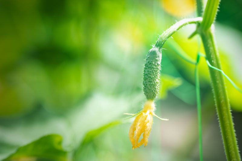 A Cucumber Flower Has Only a Brief Pollination Window A Cucumber Flower Has Only a Brief Pollination Window
