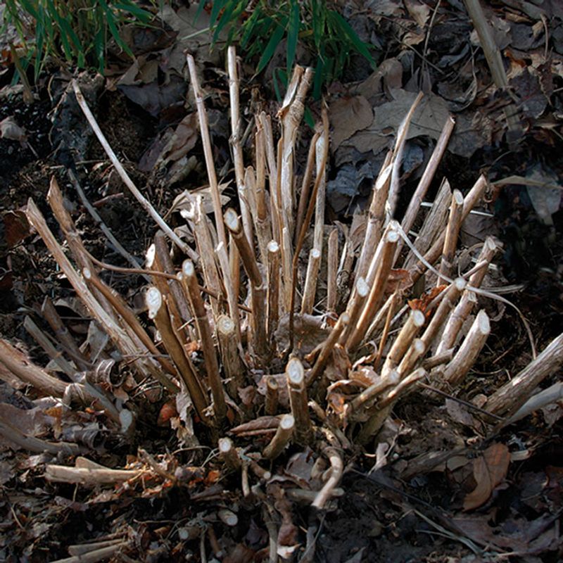 A Deep Growing-Season Cut May Remove Future Flowering Growth