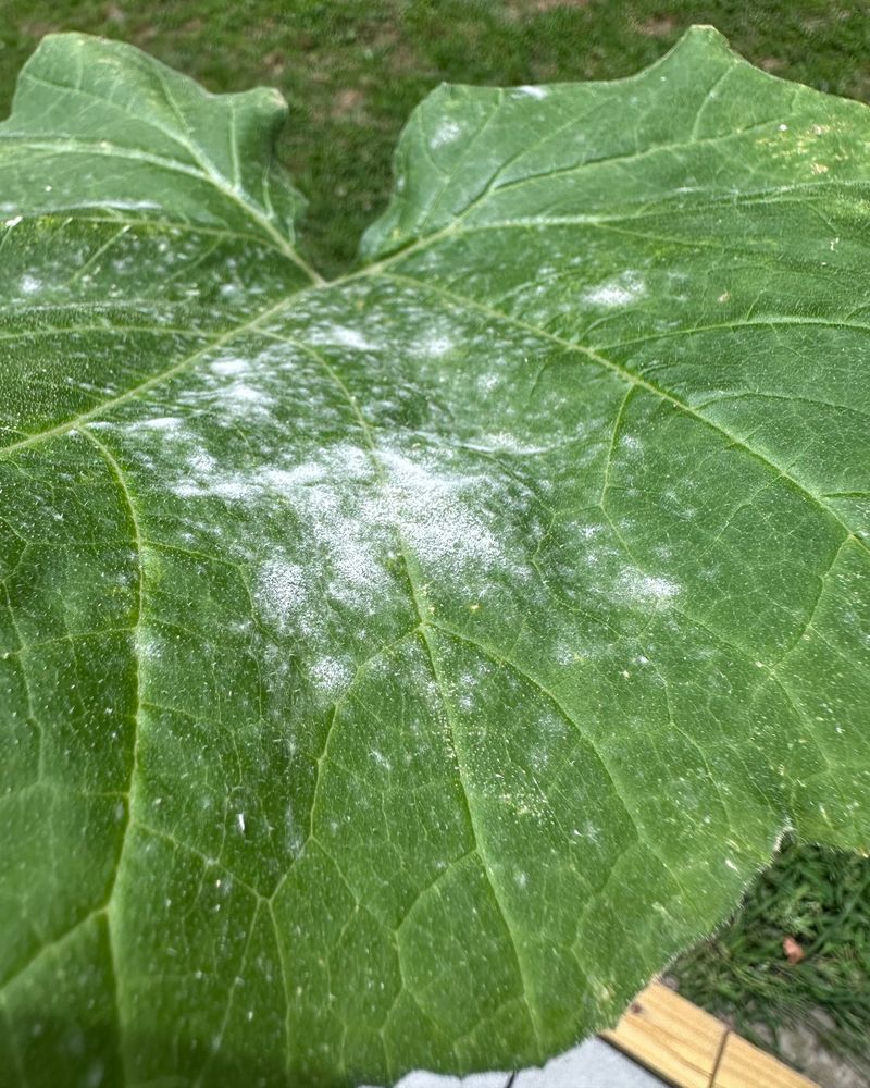 A Dry White Coating Usually Suggests Powdery Mildew A Dry White Coating Usually Suggests Powdery Mildew