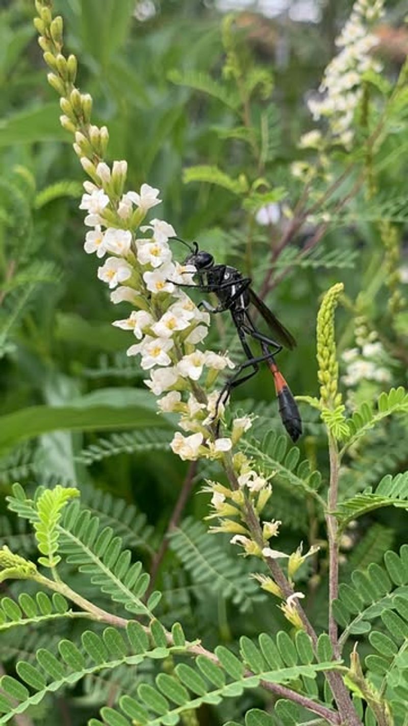 A Fragrant Foliage Does Not Prove Scorpion Repellency