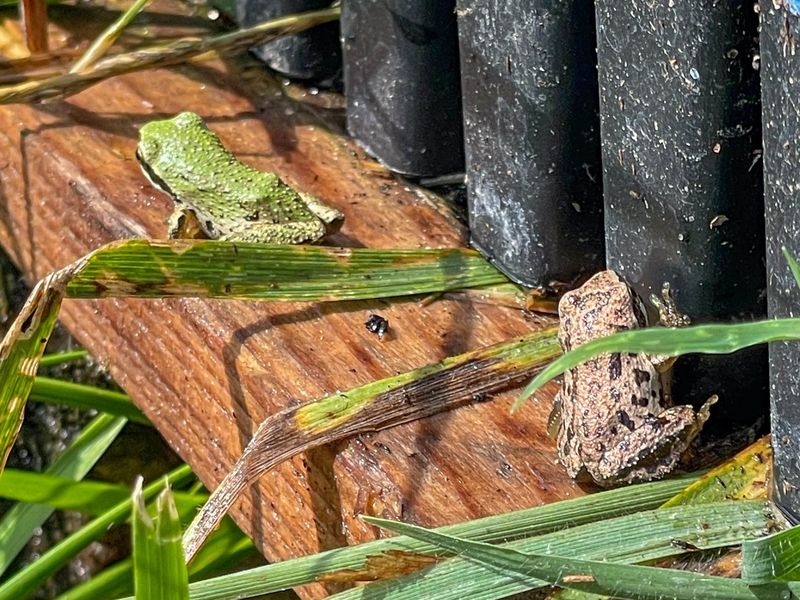 A Frog Signals Habitat Use, Not a Perfect Garden