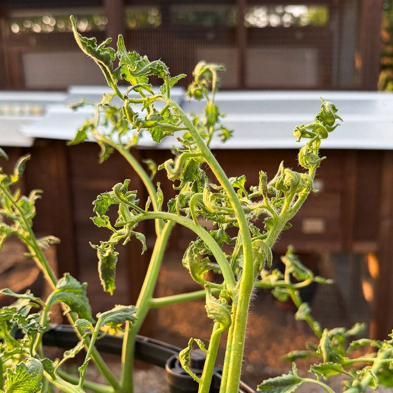 A Healthy, Productive Plant Usually Needs Monitoring, Not Treatment