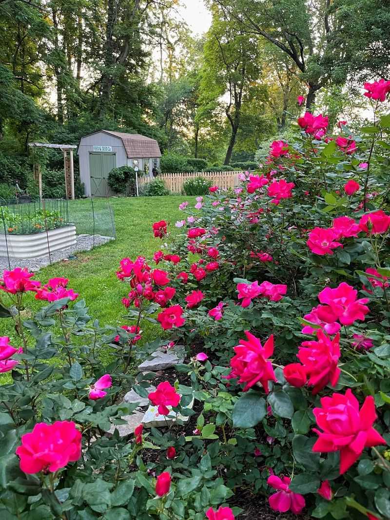 A Late-August Lull Does Not Mean the Rose Is Finished