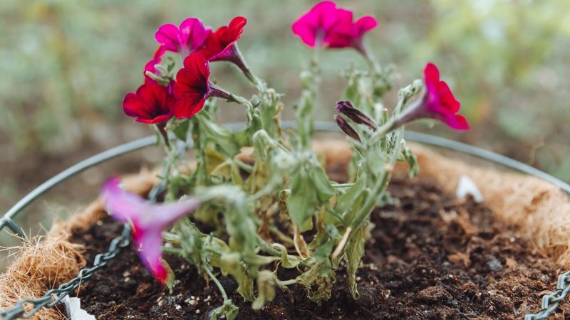 A Limp Petunia Does Not Prove It Needs More Water