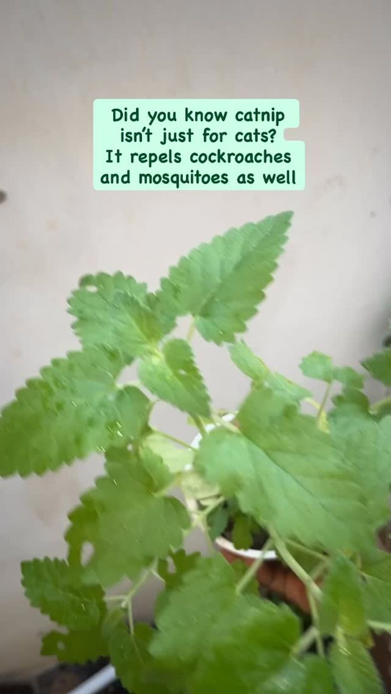 A Living Plant Cannot Be Treated Like an Extract