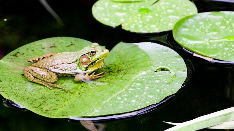 A Pond Can Help Only When It Fits the Site A Pond Can Help Only When It Fits the Site