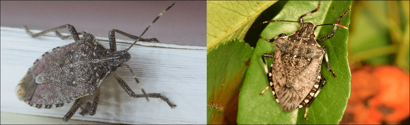 A Porch Cluster Can Signal Movement—Not Necessarily an Infestation