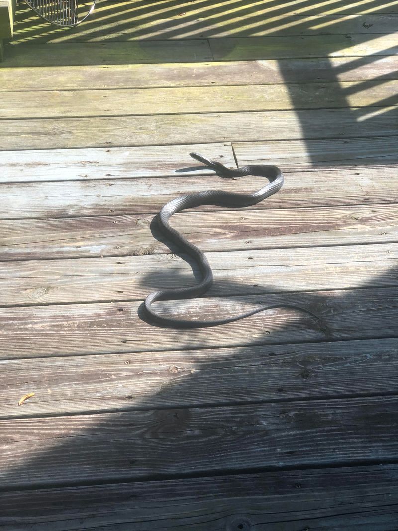 A Porch Sighting Is Not a Population Count