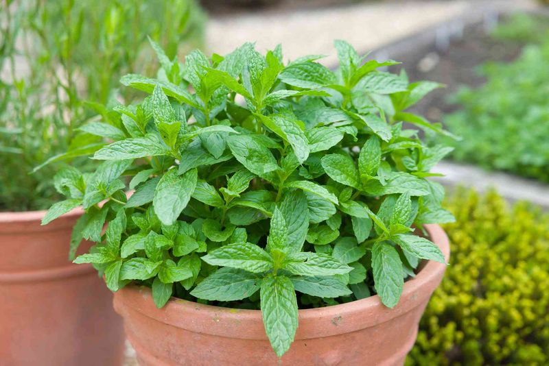 A Potted Peppermint Plant Is Worth Trying—With Modest Expectations