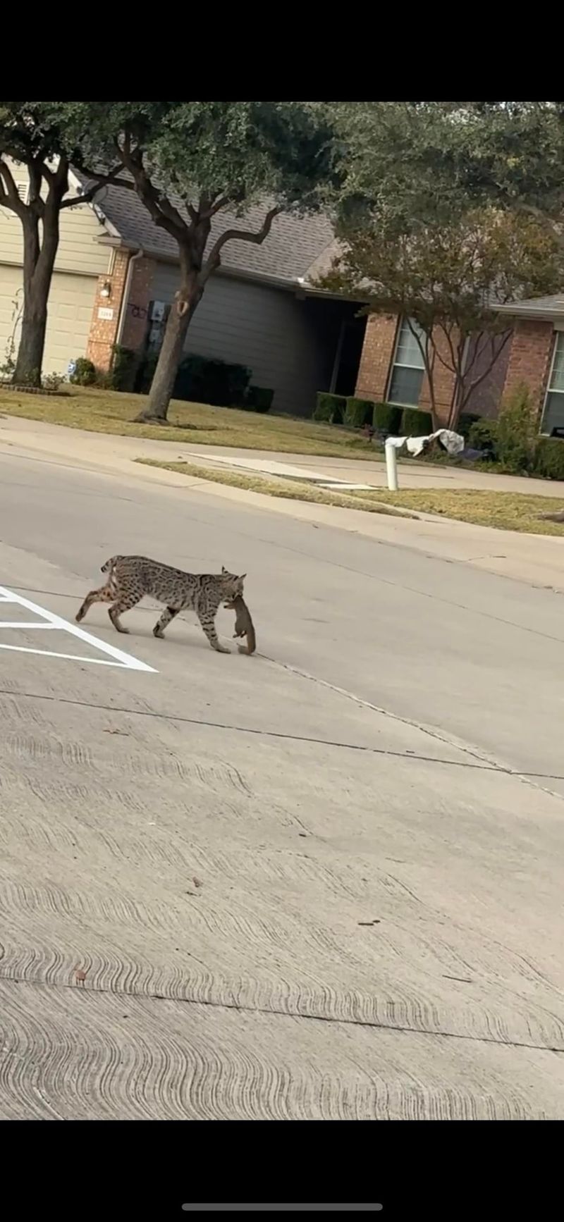 A Predator Is Not a Backyard Health Score