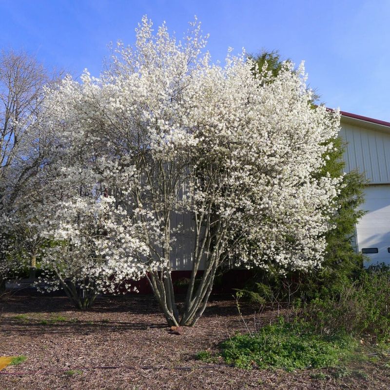 A Small-Yard Tree Still Needs Real Room