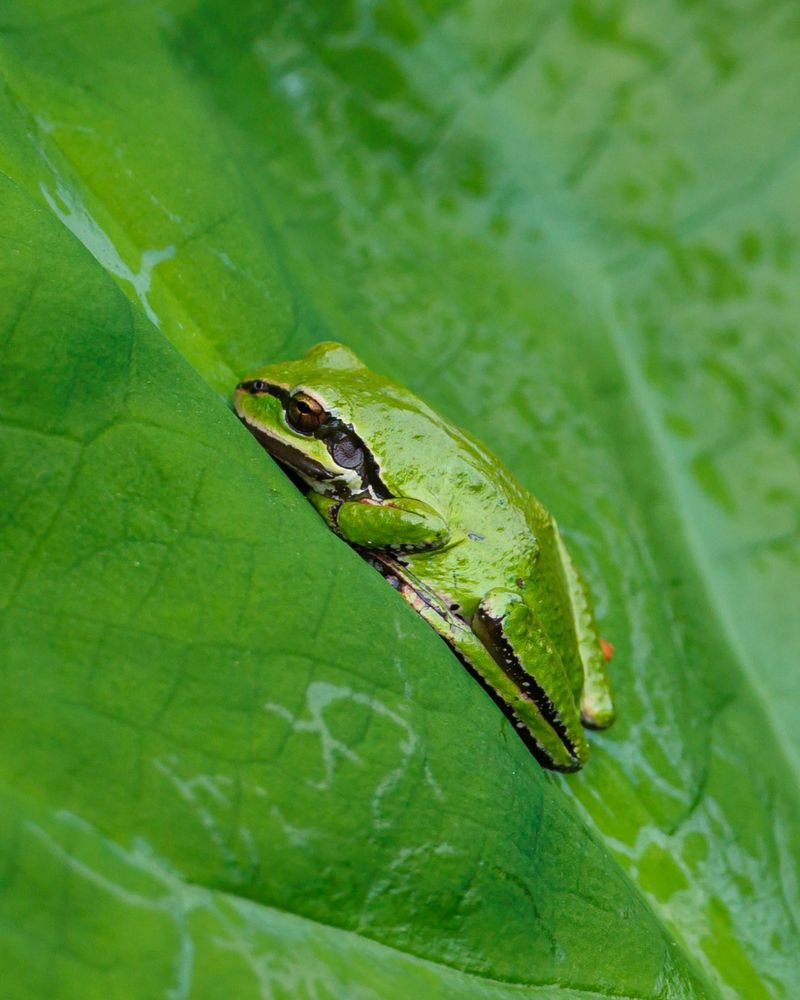 A Summer Frog Is Reading Your Yard’s Microclimate A Summer Frog Is Reading Your Yard’s Microclimate