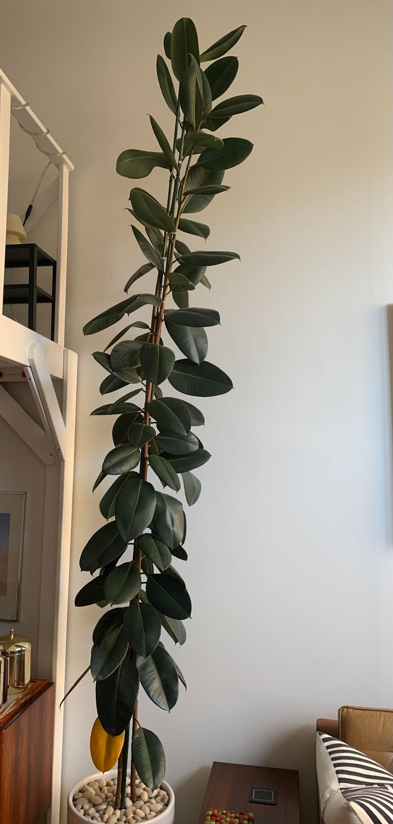 A Tall Rubber Plant May Not Need a New Pot