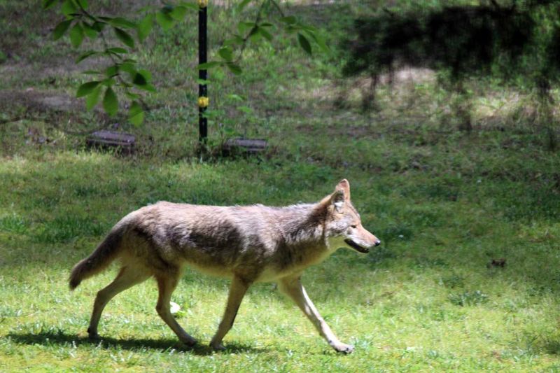 A backyard sighting usually signals opportunity, not an attack A backyard sighting usually signals opportunity, not an attack