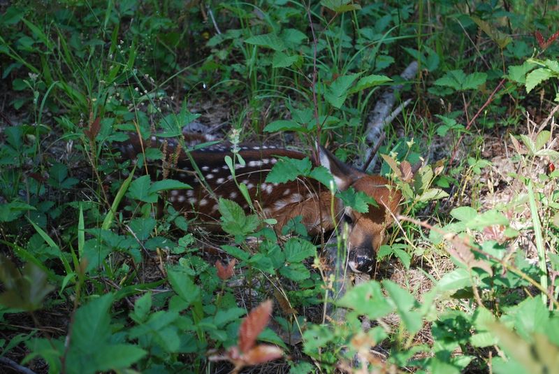 A bed does not prove a fawn, pregnancy, or illness A bed does not prove a fawn, pregnancy, or illness
