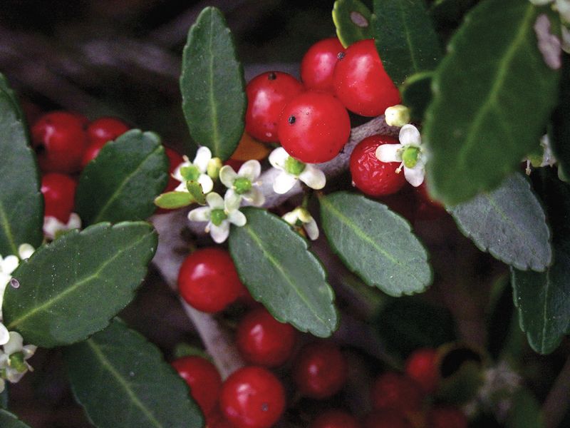 A berry crop requires the right male-and-female pairing A berry crop requires the right male-and-female pairing