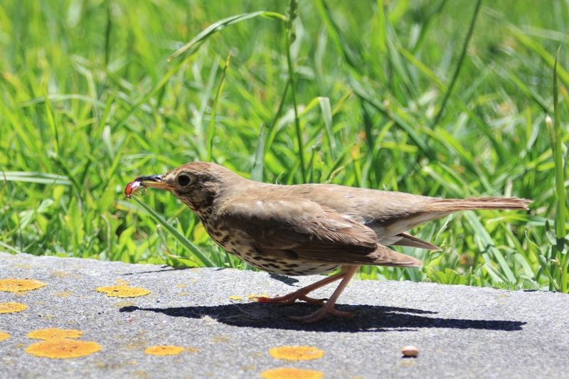 A bird can eat insects without controlling your garden