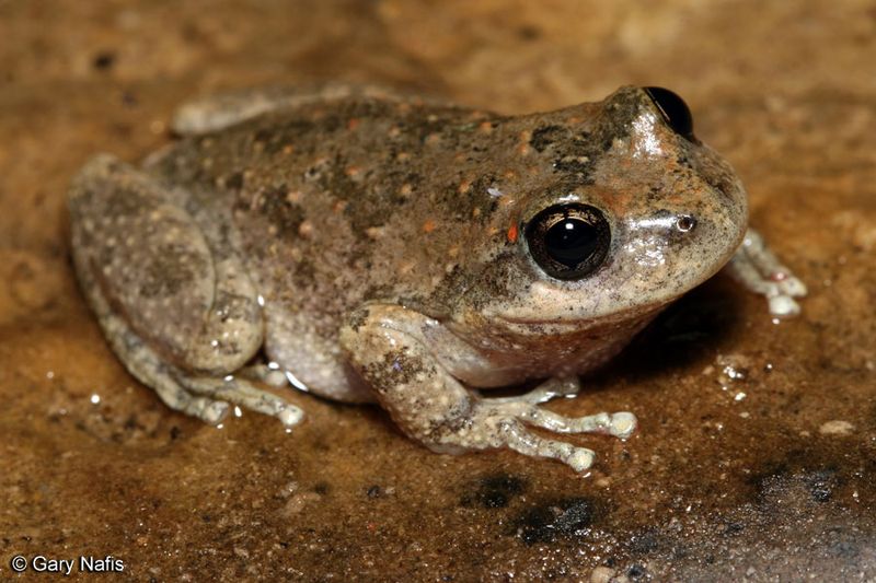 A broad insect diet does not make the frog a mosquito-control service