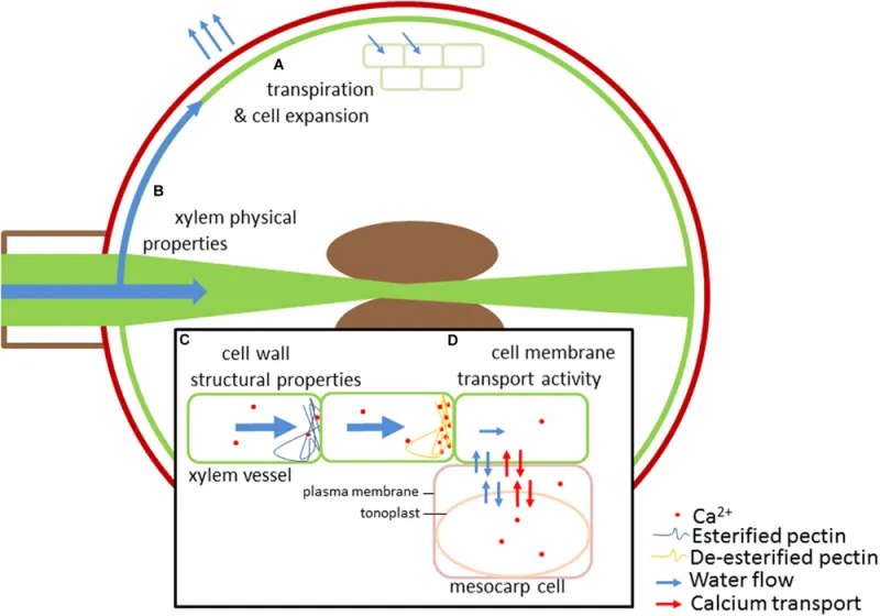 A calcium problem does not automatically mean calcium-poor soil A calcium problem does not automatically mean calcium-poor soil