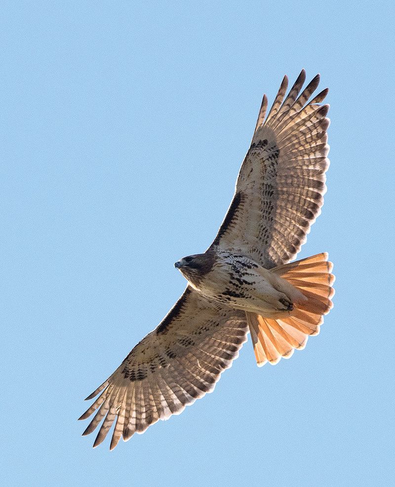 A circling hawk reveals a usable landscape, not a yard diagnosis