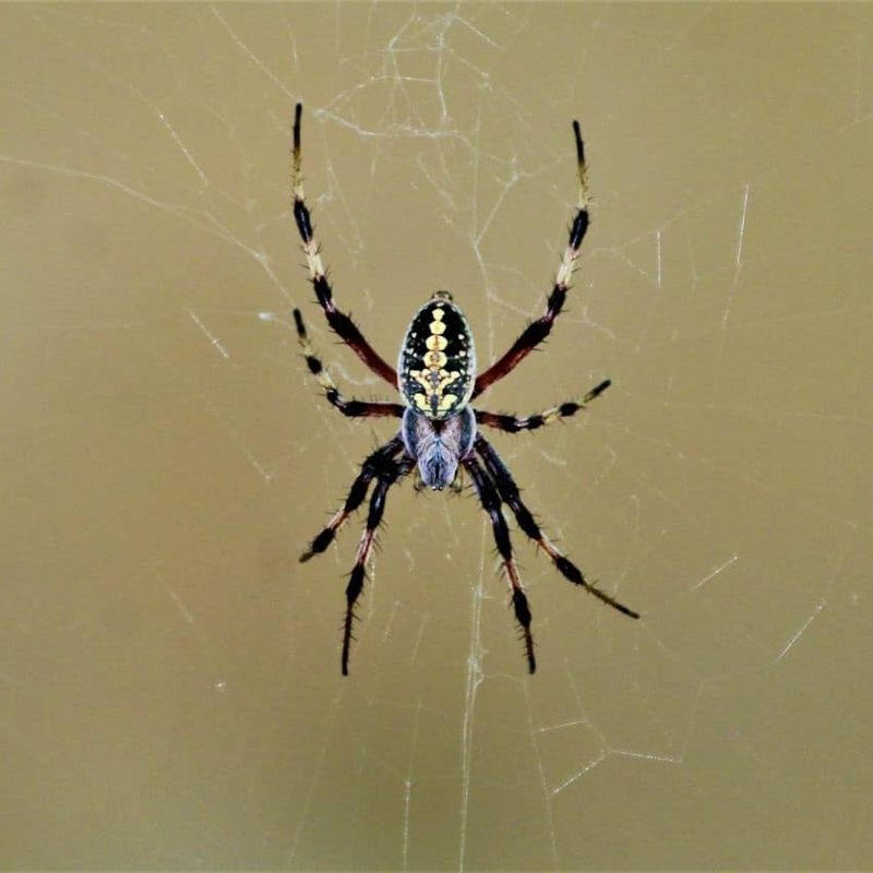 A classic orb web usually points to a garden helper