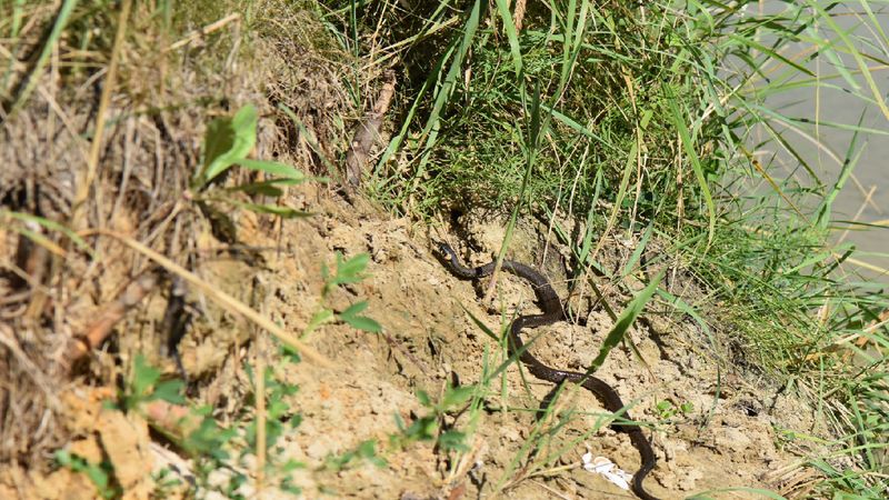 A clue shows presence, not necessarily a resident snake