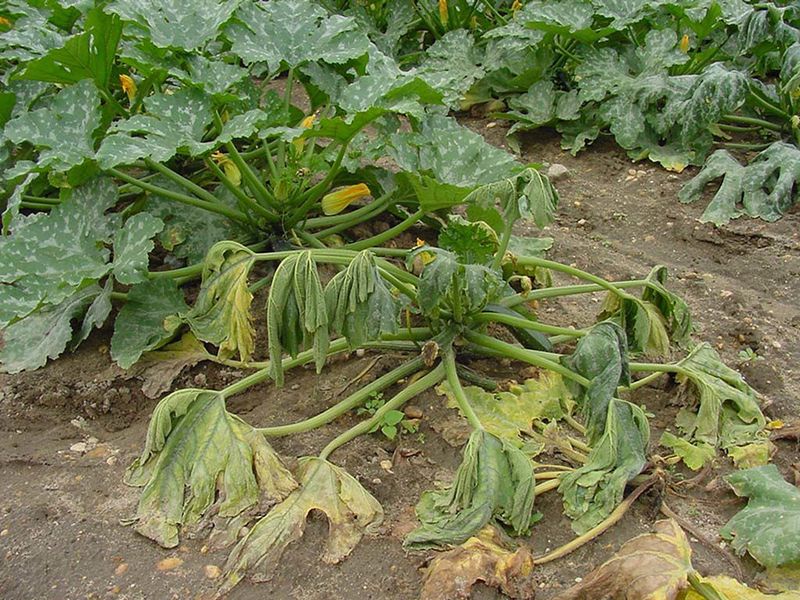 A collapsed squash may have more than one explanation