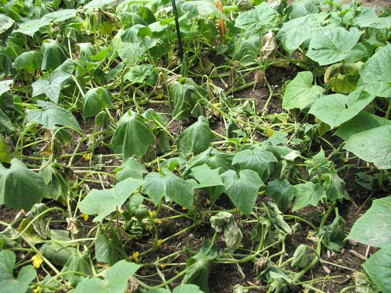 A collapsing cucumber does not automatically have a squash vine borer A collapsing cucumber does not automatically have a squash vine borer