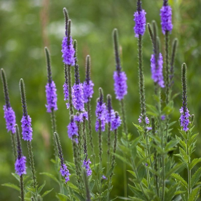 A confirmed Texas vervain can offer modest wildlife value